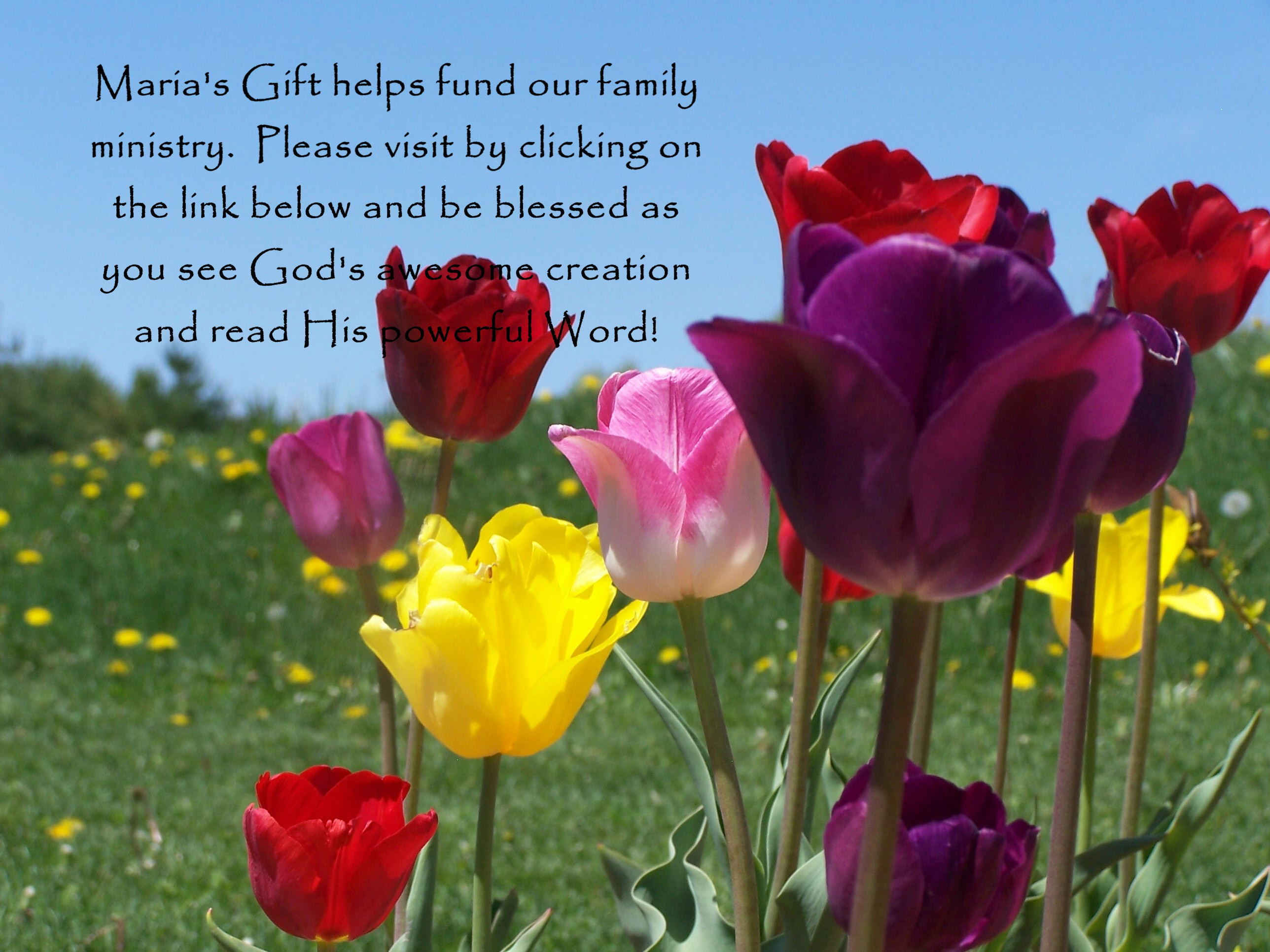 elmmariasgiftwebpage.jpg